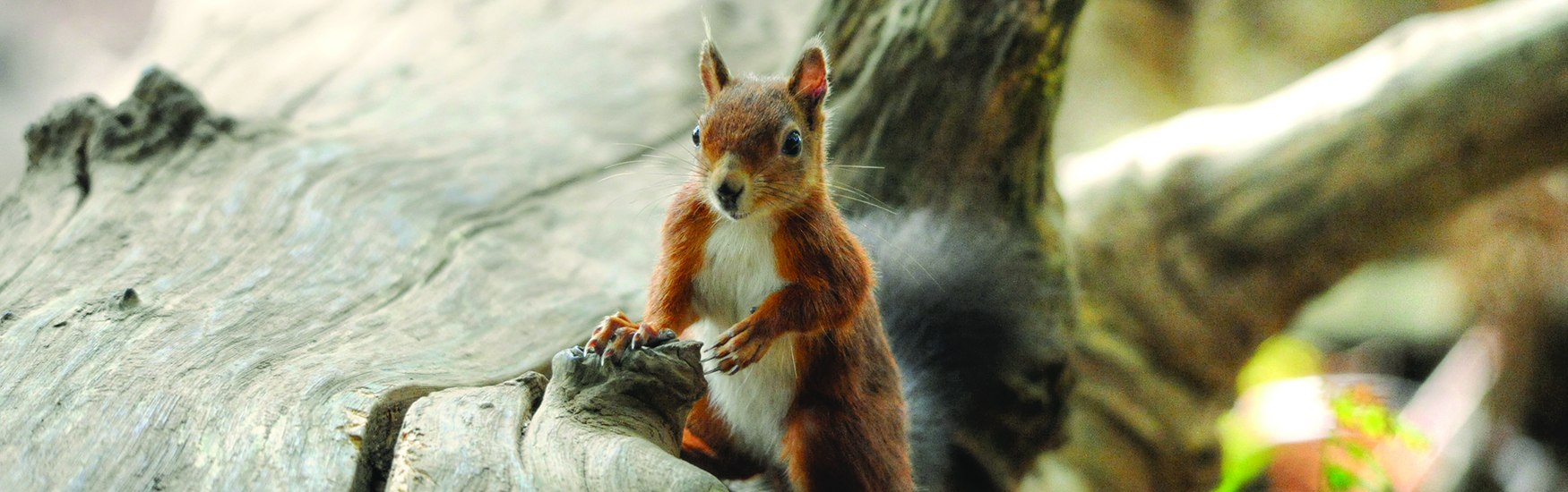 Infamous red squirrell located on Brownsea island